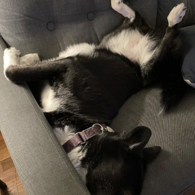 loki-sleeping-again