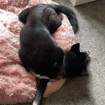 loki-sleeping