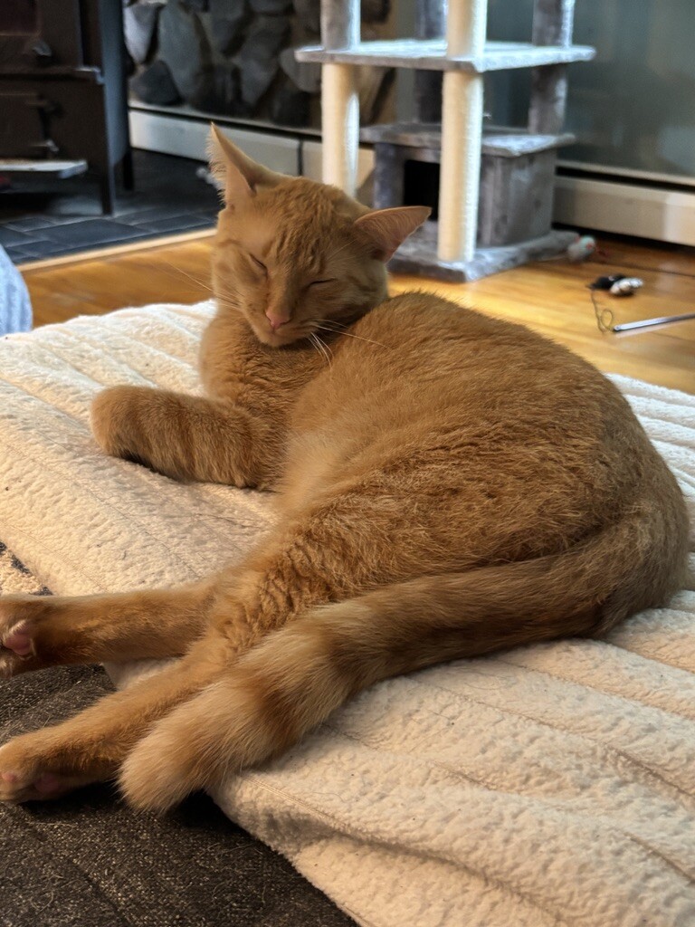 Georgie